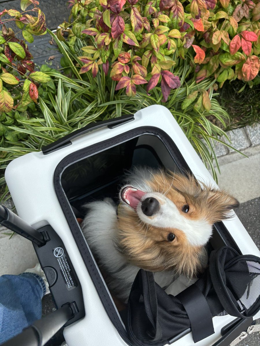 イッヌの笑顔は国宝☺️