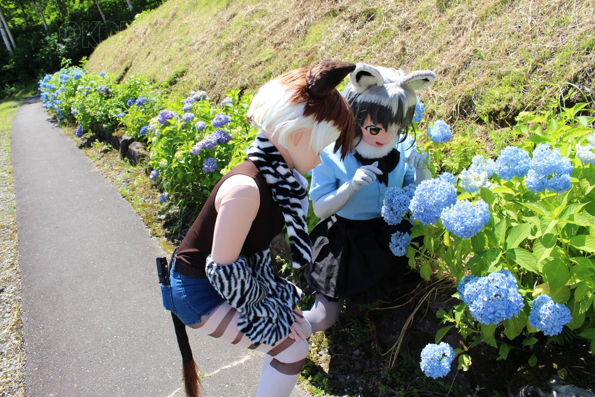 紫陽花を愛でるフレンズ

🦝:<a href="/kig39/">なんごう☆🔜みけこん🦝アライさん</a> さん
📷:<a href="/OR6kig/">文月空(💉×5）</a> さん #白馬オフ #kigurumi