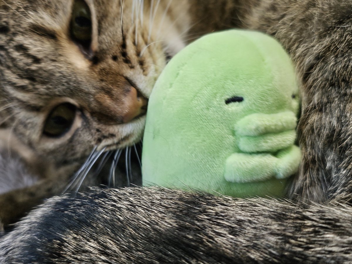 今朝起きたらデスクに置いてたはずのくちぱっちが私の横に落ちていた、うちのみゃおっちが獲物として私にプレゼントしてくれたらしい、すまねぇ…くちぱっち…怖かったな…すまねぇ…本当にすまねぇ……