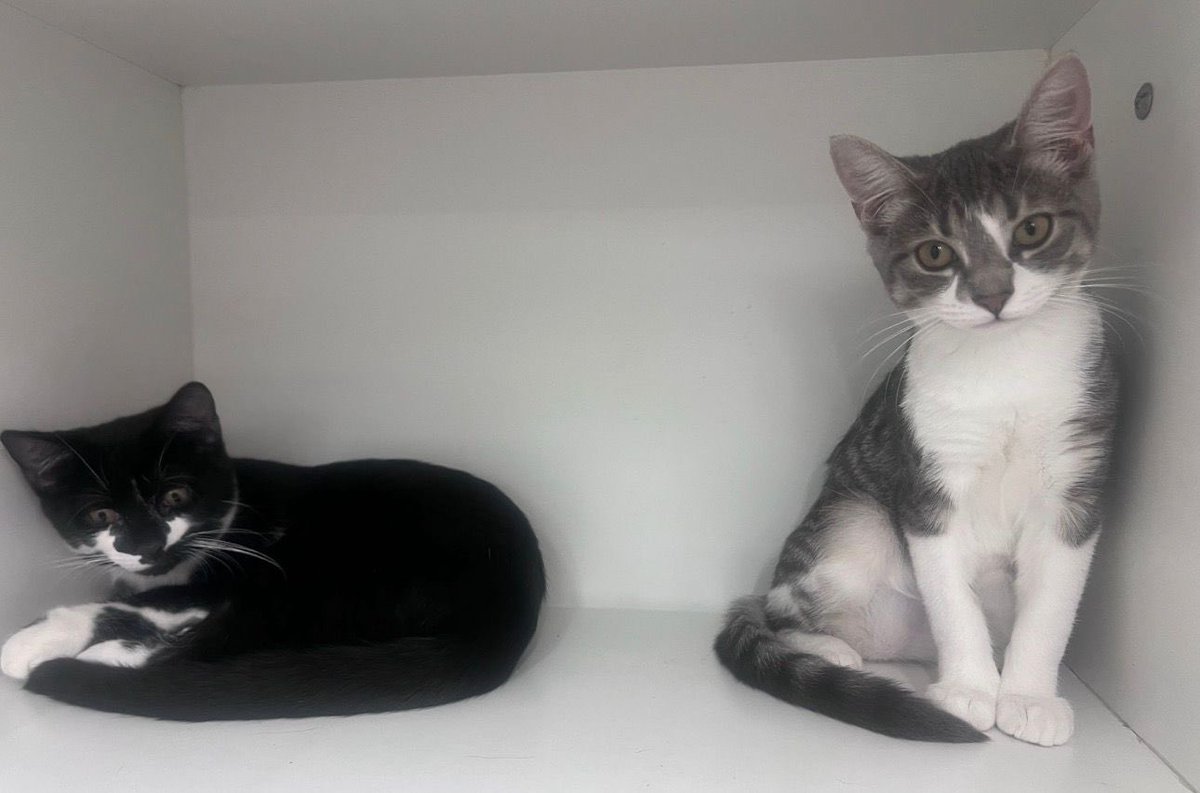 Meet Kieran &amp; Kerry 🐾

🐈‍⬛ Kieran: A 3-month-old tuxedo boy
🐈 Kerry: A 4-month-old grey &amp; white girl

These two little love bugs have sweet personalities, love to play &amp; and surely love to cuddle!

📍PetsSuppliesPlus - Jackson, NJ

Apply at RescueRidge.com or in store