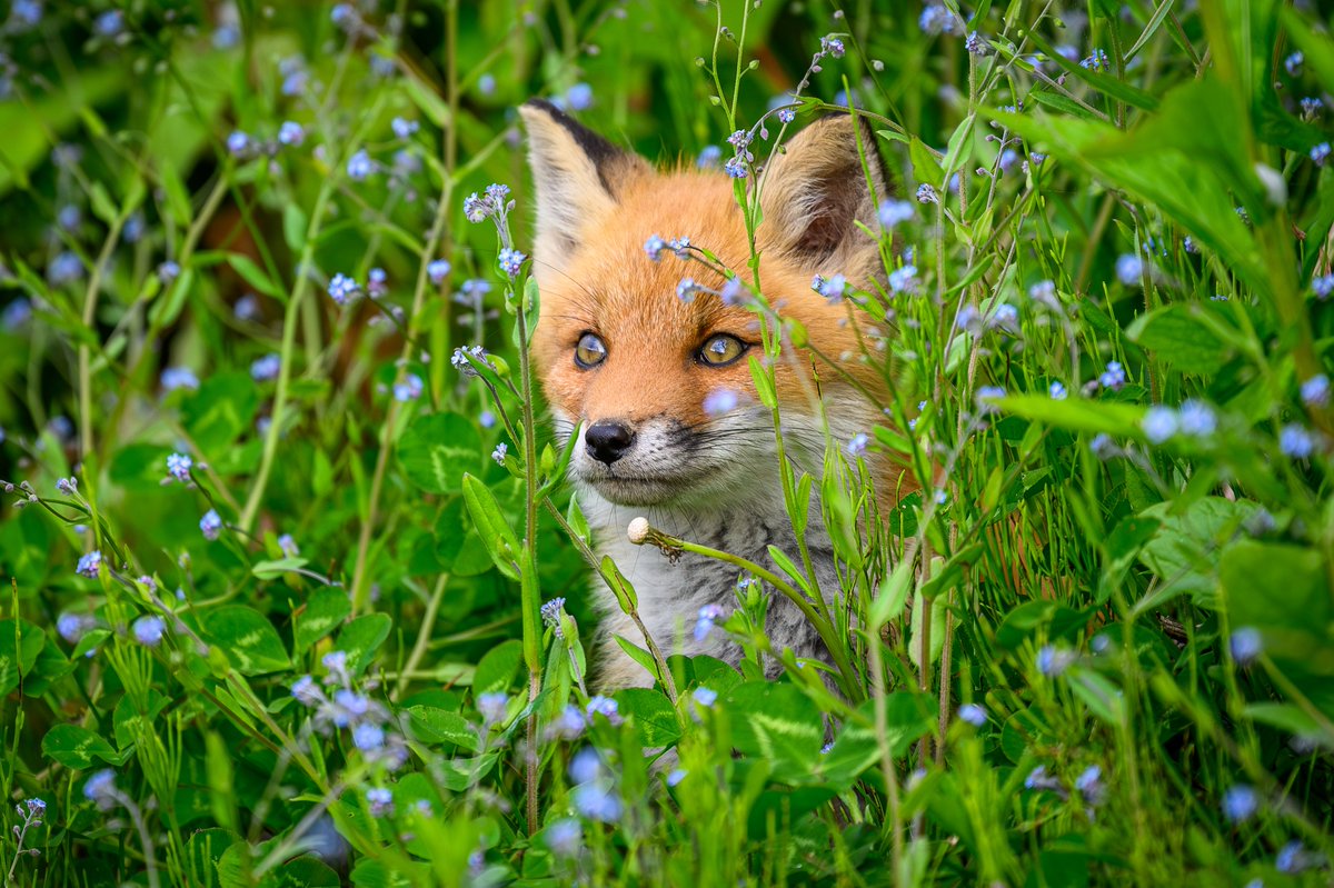 NZN🍓🦊 (@nazuna_cqbr) / X