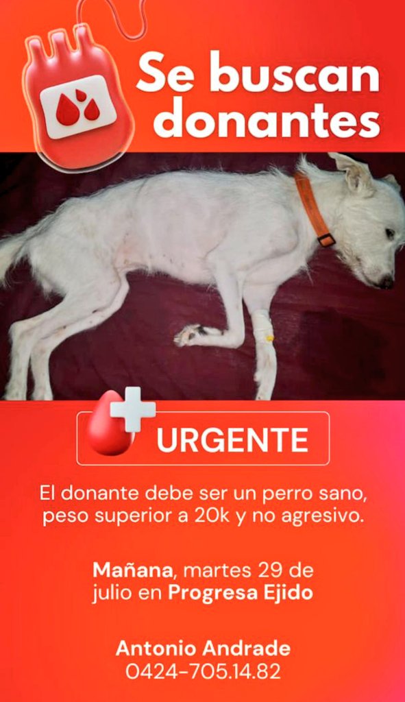🟣Mary X 🐕🐈 (@mary_jar) on Twitter photo URGENTE! 🚨 Mérida.
Se requieren donantes de sangre canino.
👇🏻👇🏻👇🏻
Gracias a todos por difundir.
<a href="/PerroUsuario/">PerroUsuario Wof '•'</a> URGENTE! 🚨 Mérida.
Se requieren donantes de sangre canino.
👇🏻👇🏻👇🏻
Gracias a todos por difundir.
<a href="/PerroUsuario/">PerroUsuario Wof '•'</a>