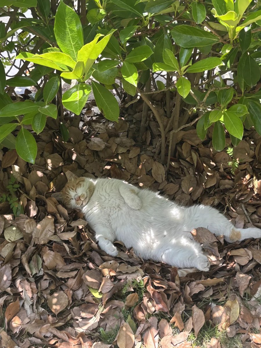 Codiecewser's tweet image. 起きる時間だよ🐱
猫はすべてを癒してくれるよ✨
気持ちが全部顔に出ちゃう猫ちゃん🐾
こんな小さな猫、誰が耐えられる？💕
ドキドキしたら、自分を愛してくれる猫を飼おう！