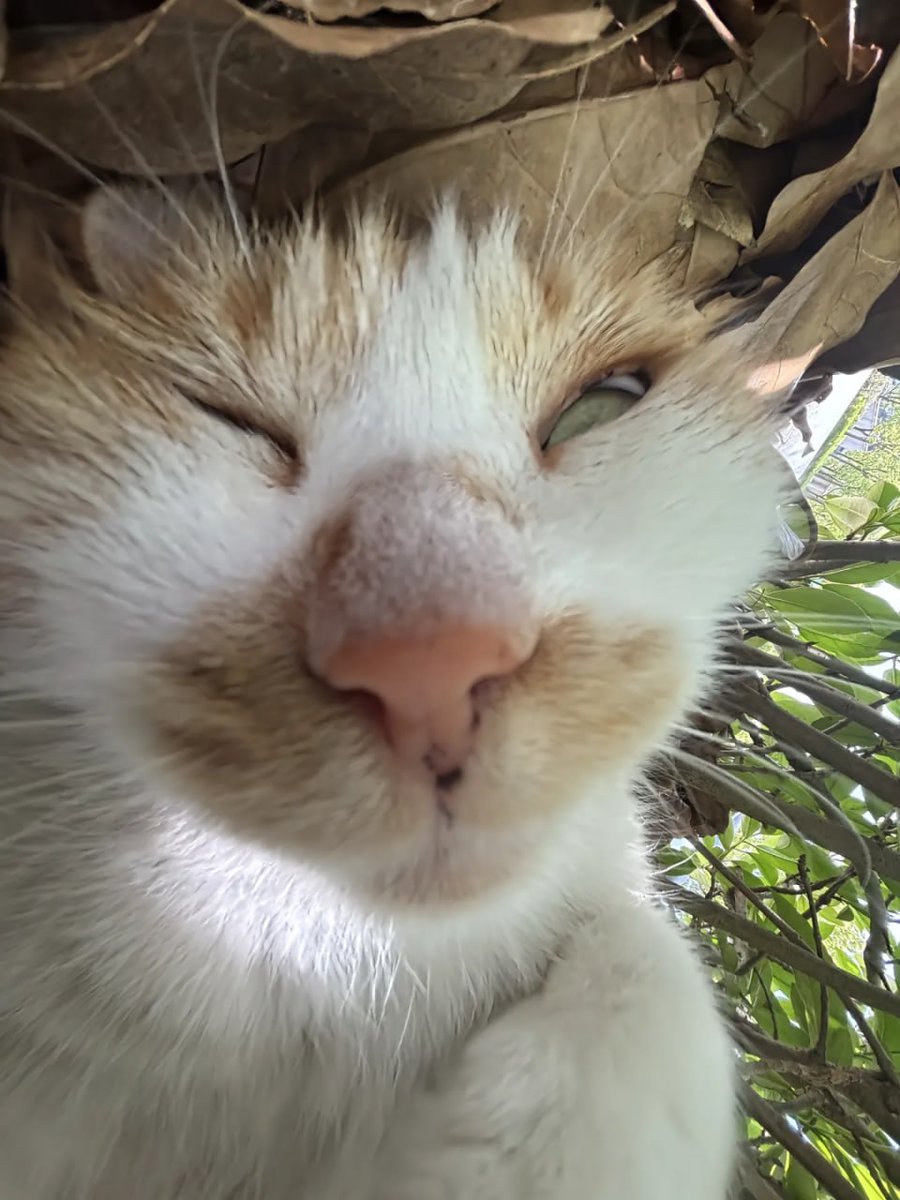 Codiecewser's tweet image. 起きる時間だよ🐱
猫はすべてを癒してくれるよ✨
気持ちが全部顔に出ちゃう猫ちゃん🐾
こんな小さな猫、誰が耐えられる？💕
ドキドキしたら、自分を愛してくれる猫を飼おう！