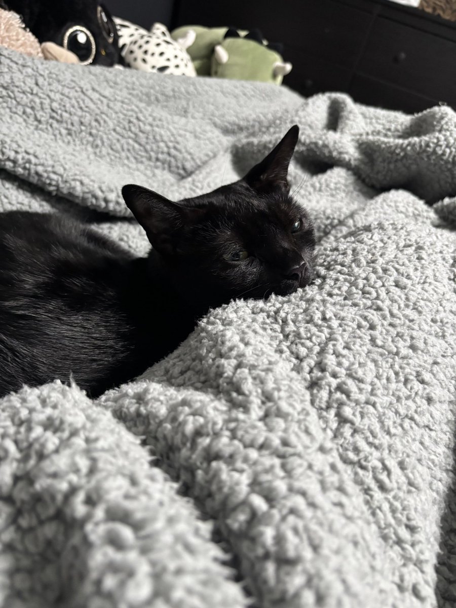 T1MLivingston's tweet image. Binx says GN
Take a look at my dads link in Bio π