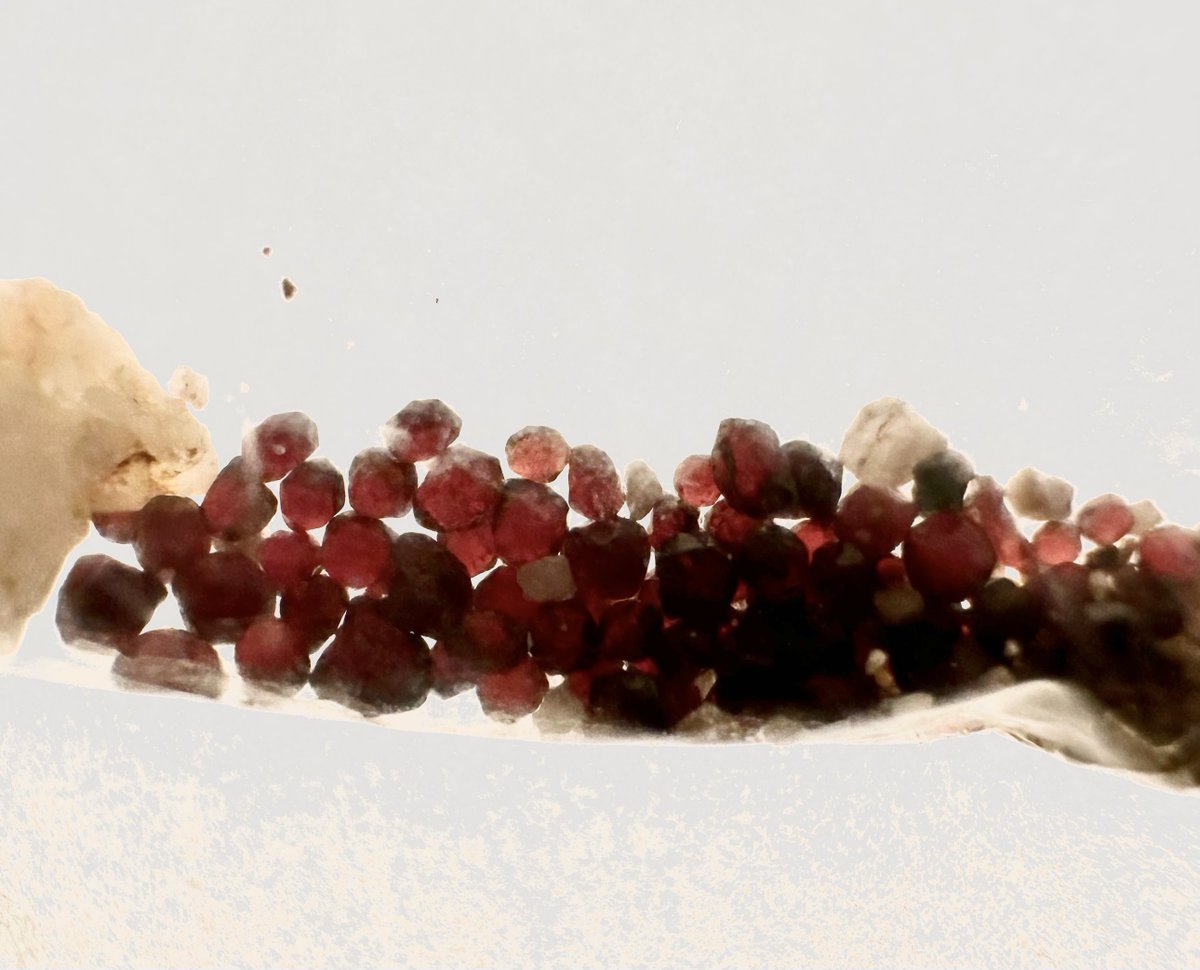ShipsSmall's tweet image. I found out recently that many people outside of Arizona don’t know about “sand rubies”. We have little translucent red garnets in our playground sand here. Therapeutic to sit down in the sand and find them.
