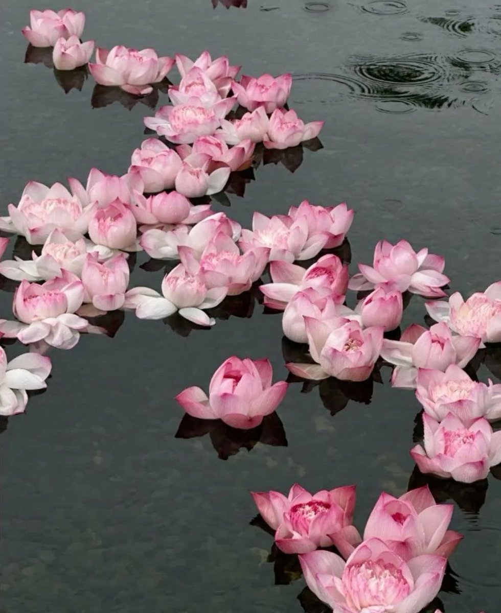 yann08348989's tweet image. 