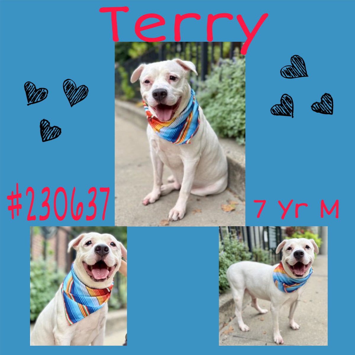 Quinnqueens's tweet image. ❤️🩵 T͙E͙R͙R͙Y͙ 🩵❤️
#230637 #NYCACC 7 Yr M
Terry is a cutie patootie who loves 2 smile. He’s been there over 31 days &amp;amp; longs 4 his own 🏡. Adult only 🏡. Help Terry get his dream home &amp;amp; a parent 2 love him❤️
He deserves ❤️
#AdoptMe #FosterMe #Pledge
nycacc.app/browse/230637