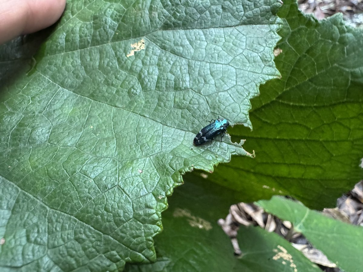 shiikumemo's tweet image. ルリナカボソタマムシ

2個体確認