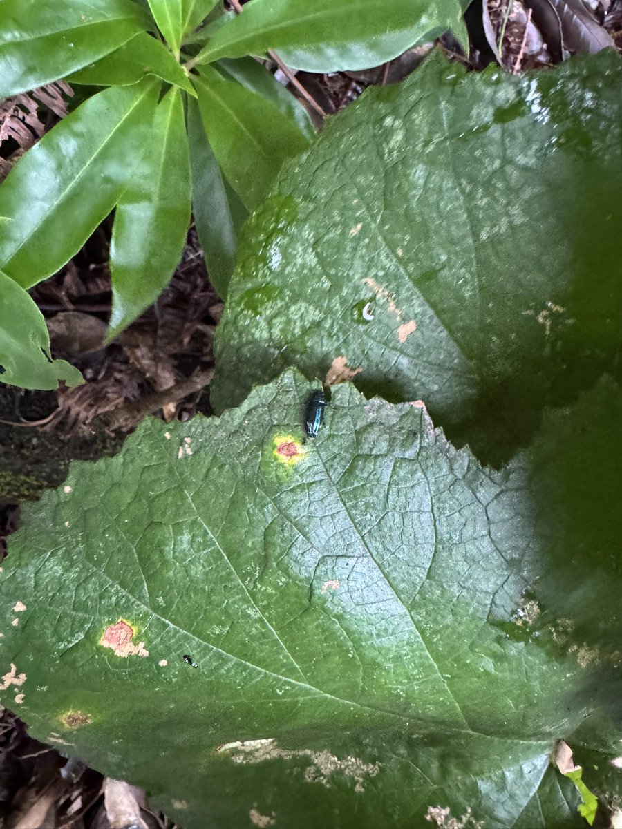 shiikumemo's tweet image. ルリナカボソタマムシ

2個体確認