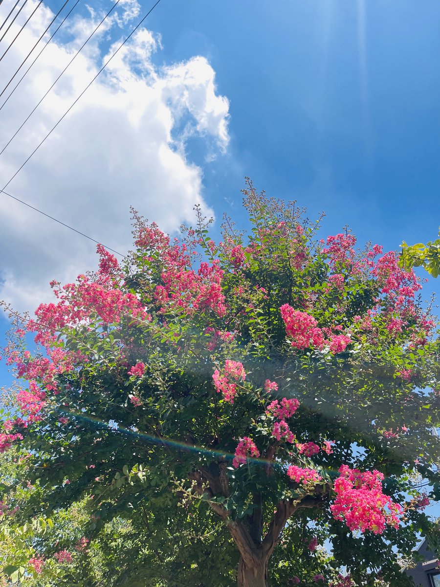 東京は35℃を超えてとっても暑いです🫠
が、蝉の鳴き声と百日紅と夏空を眺めながらの散歩も気持ち良いです^ ^