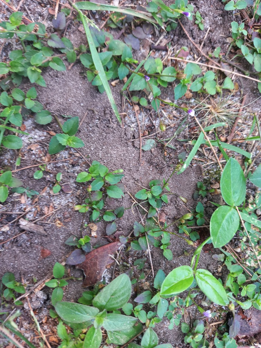 Petr Heděnec (@hedenec) on Twitter photo Starting new experiment with FYP student Alia. Alia will measure how disturbance affects ants and earthworms bioturbation. 
#UMT
#IBTPL
#Bioturbation Starting new experiment with FYP student Alia. Alia will measure how disturbance affects ants and earthworms bioturbation. 
#UMT
#IBTPL
#Bioturbation