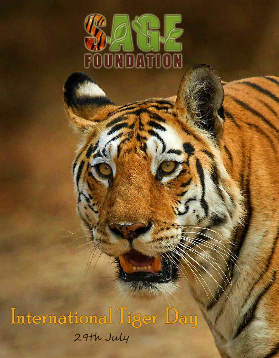 🐯 International Tiger Day 2025 🐾
"Their Roar is Fading... Will We Act Before It's Gone?"

Today, we celebrate the majestic tiger—a symbol of strength, courage, and the delicate balance of nature. But beneath the beauty lies a harsh reality:

🔸 Only around 5,500 tigers remain