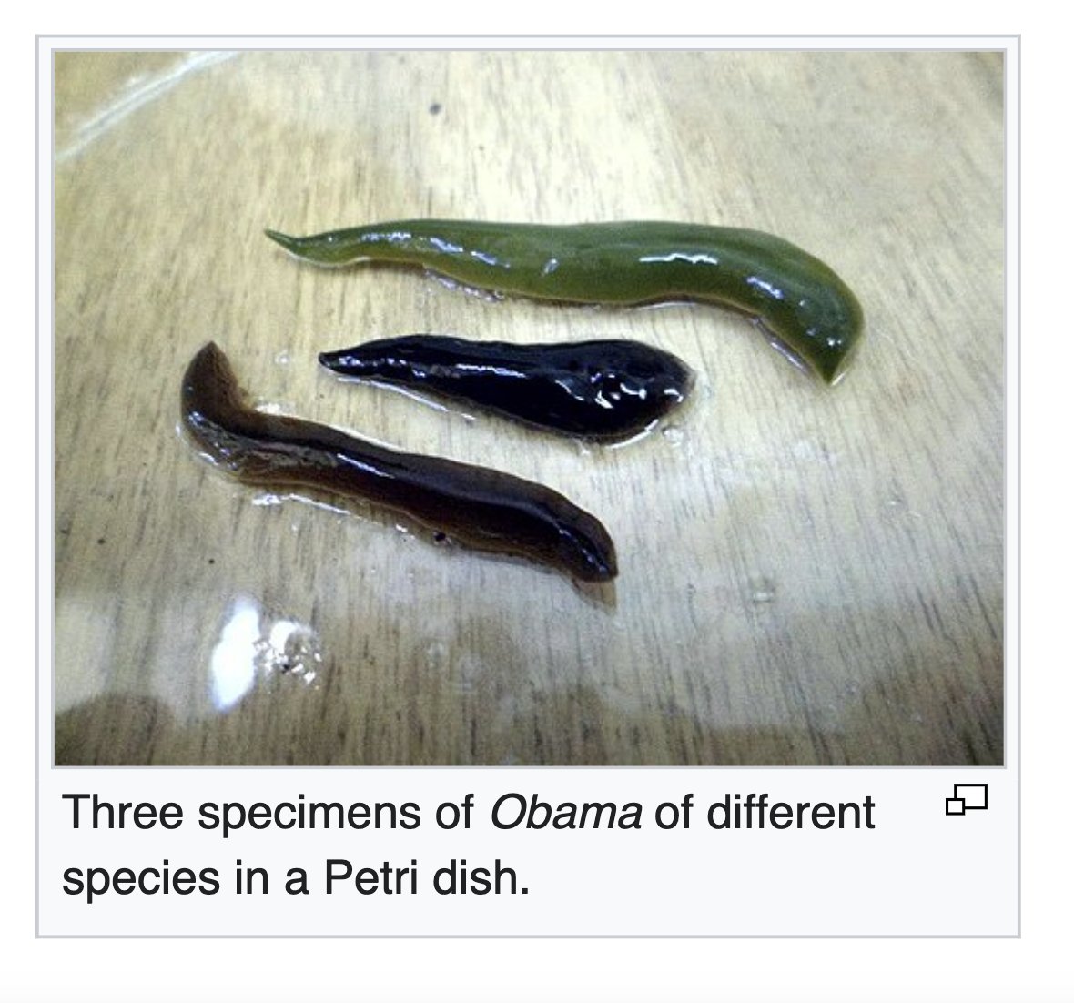 depths of wikipedia! tweet media