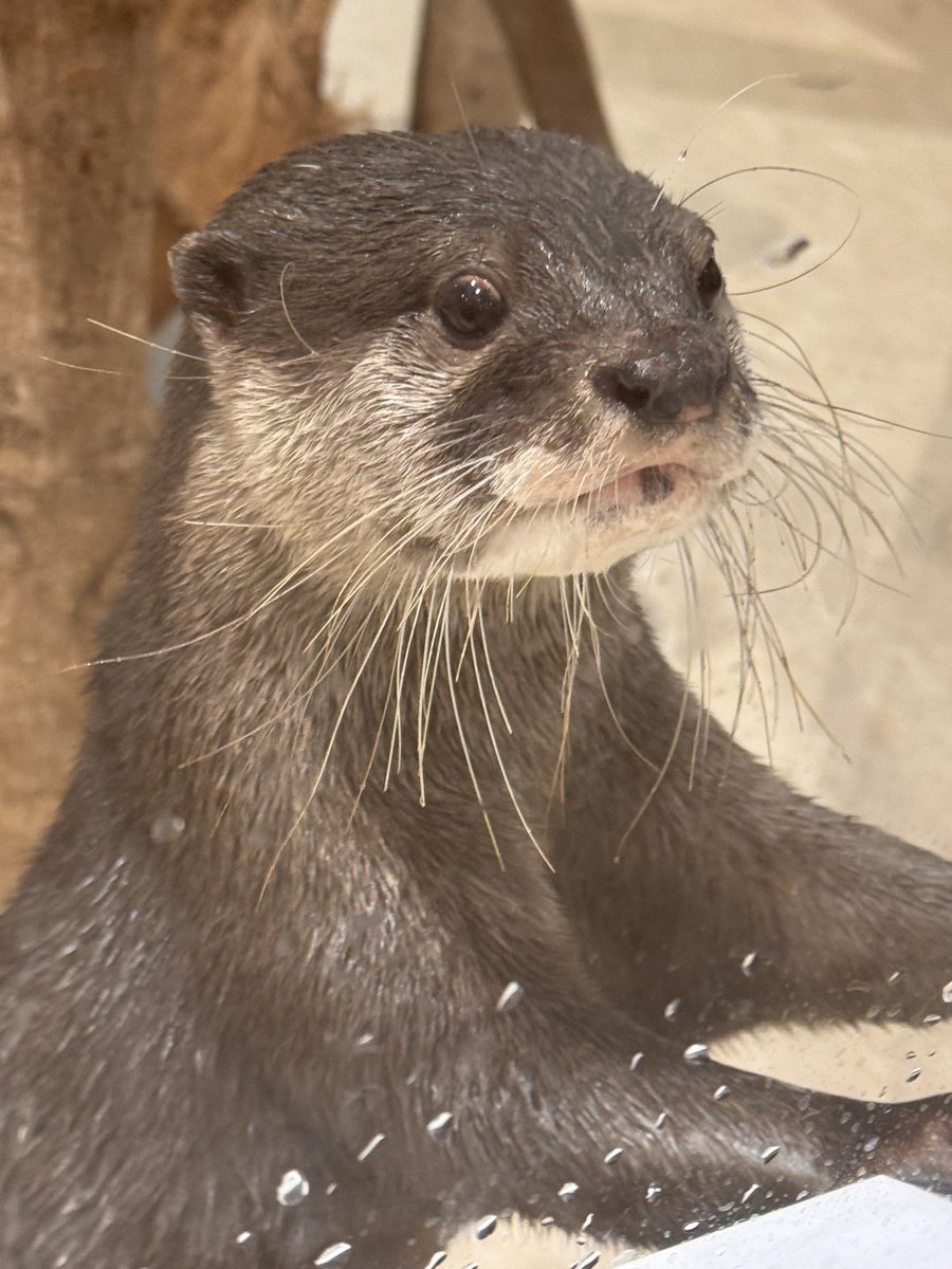 ❌水族館好き(❁ᴗ͈ˬᴗ͈)水族館の生き物 ❌水族館好き(❁ᴗ͈ˬᴗ͈)水族館の生き物 もっと！ほんとのおおきさ