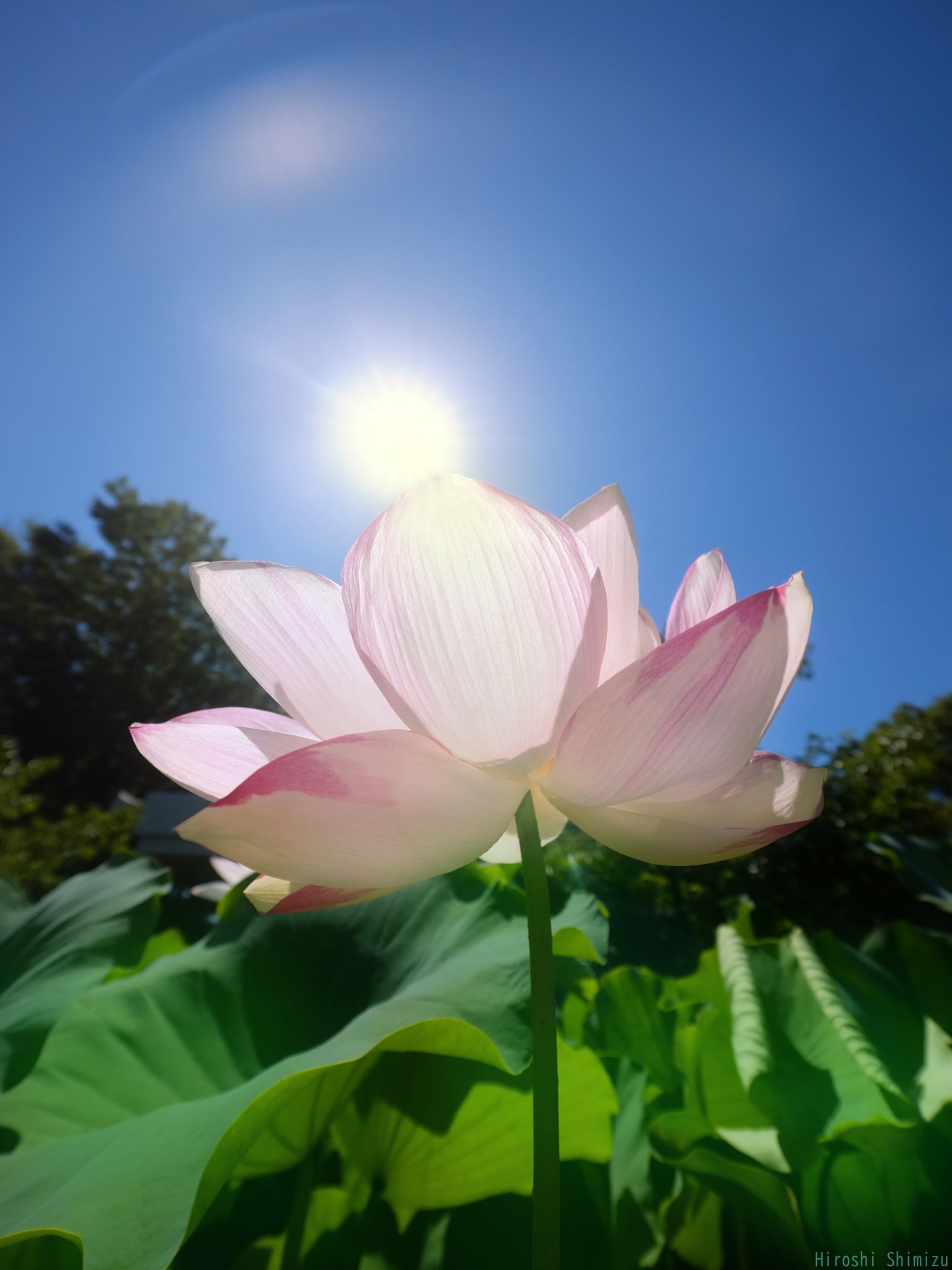 あるく花 楽天市場】【初夏の花】 鉢植え 花 ギフト お多福紫陽花 5号鉢