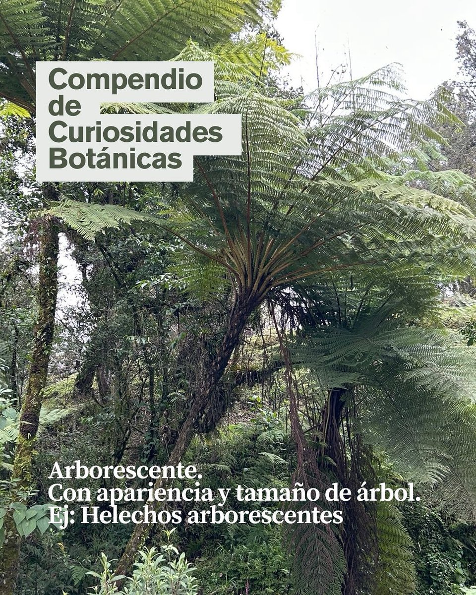 Quiero iniciar con este Compendio de Curiosidades Botánicas.

Pa’ que les gusta la botánica :)