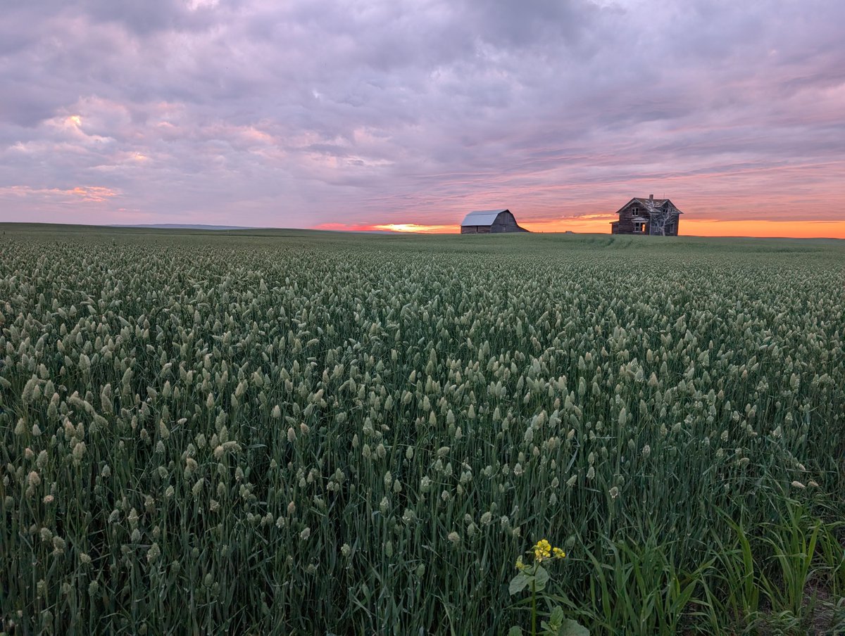 Man it was a beautiful night tonight at the farm.  Lancer, SK.