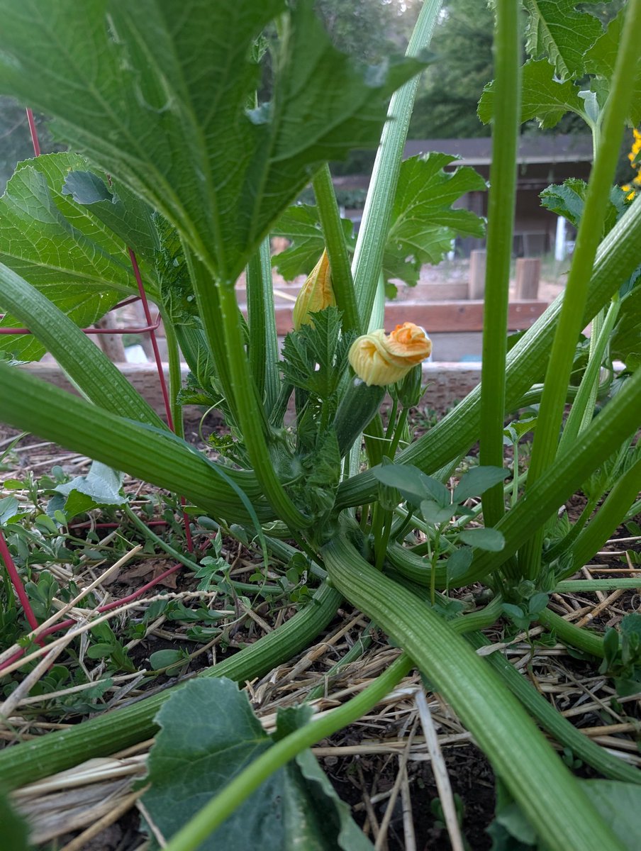 Zucchini so cute when they are little...
