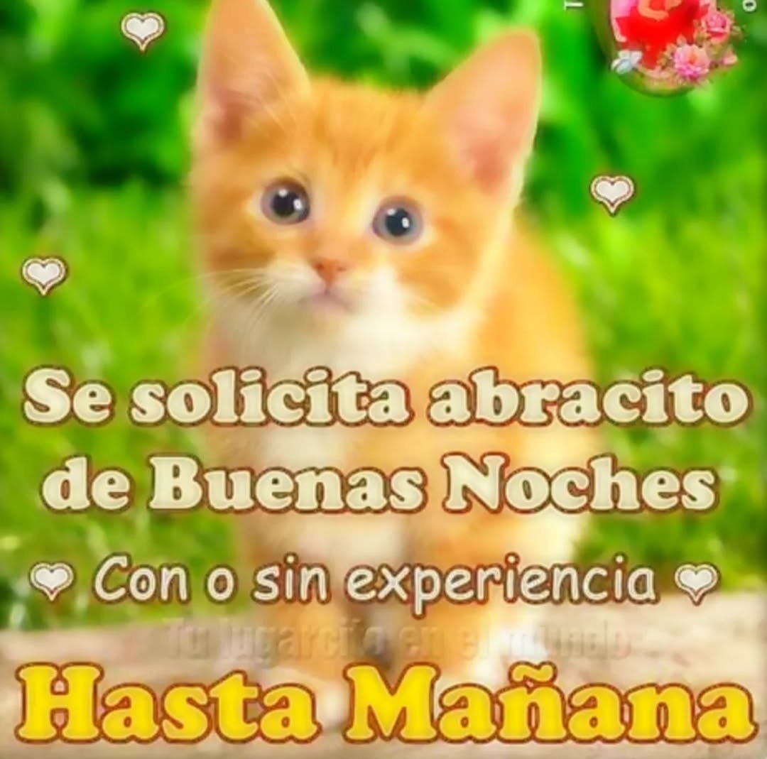 etherealnevi's tweet image. que hago despierto a esta hora buenas noches a quien le llegue este tweet y al que no tambien