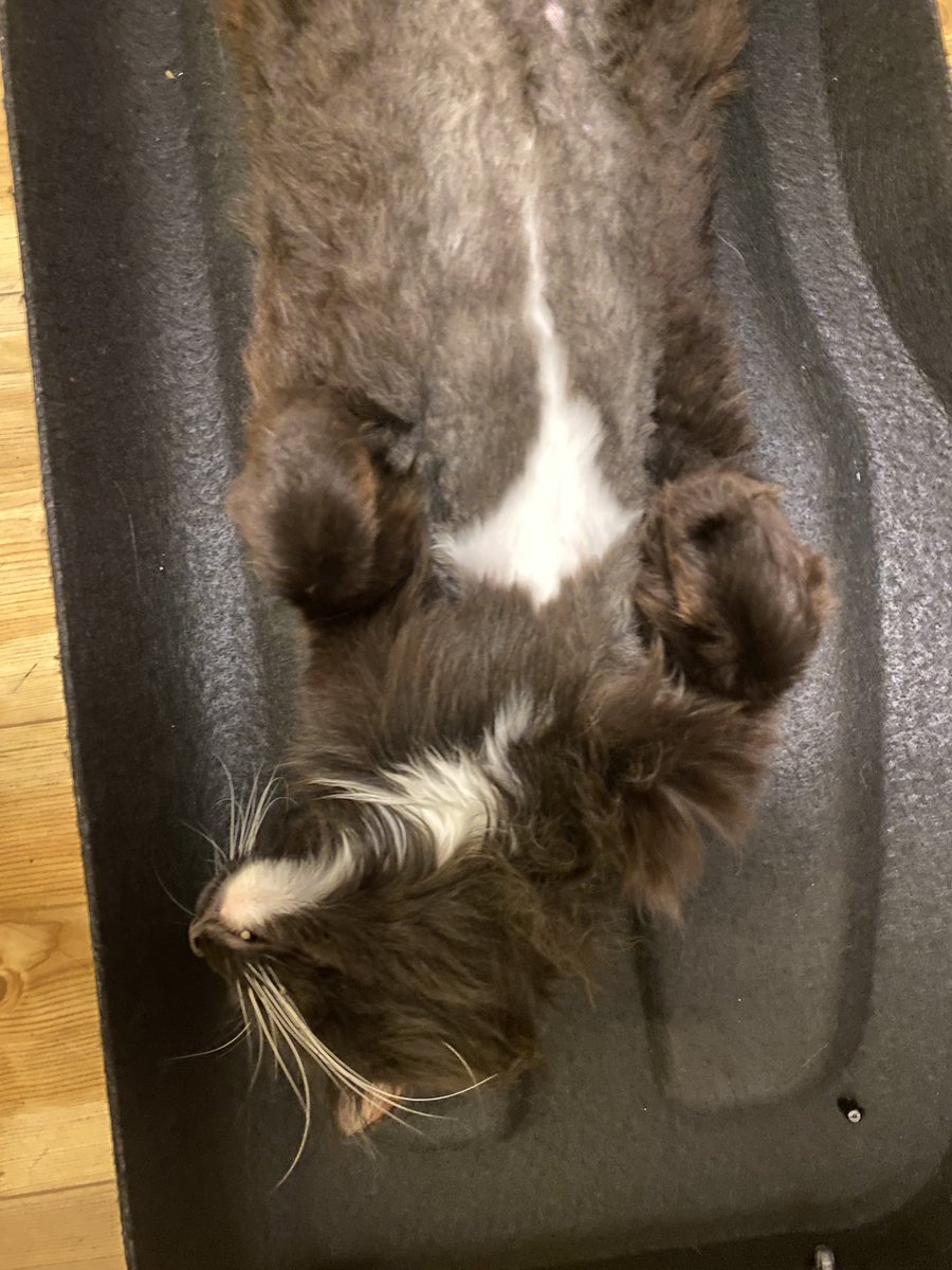 KEM0KI's tweet image. Pomelo and his shaved belly