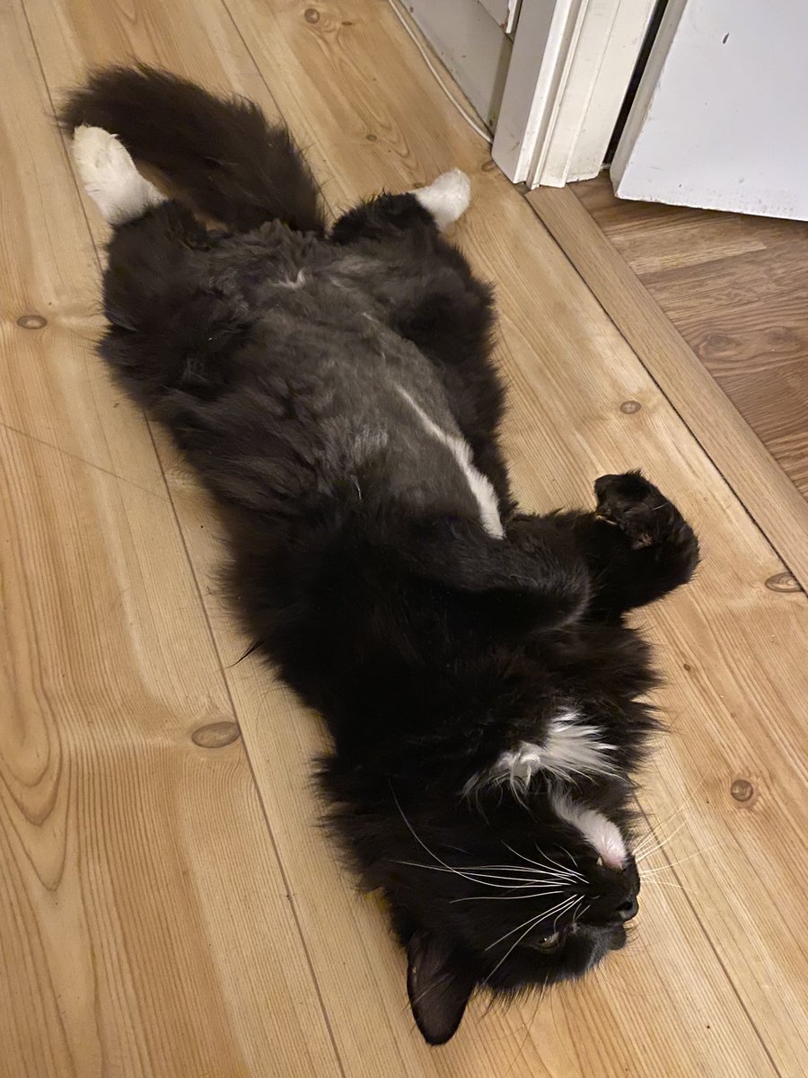 KEM0KI's tweet image. Pomelo and his shaved belly