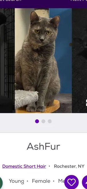 LYCANSPRITES's tweet image. Ashfur is real and he&apos;s in fucking ROCHESTER of all places