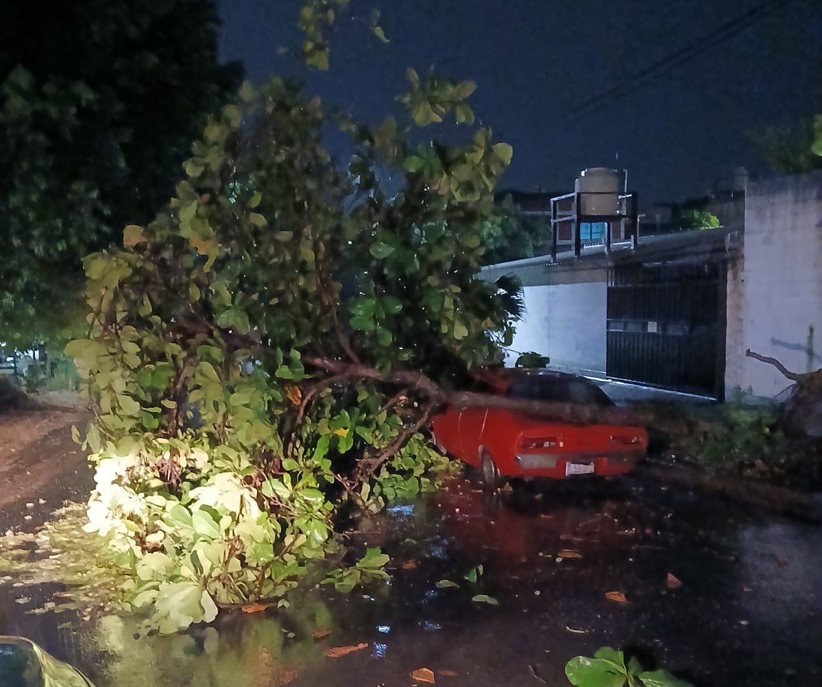 PNCSV's tweet image. Un árbol cayó sobre un vehículo que se encontraba estacionado en el boulevard El Jabalí, Soyapango, San Salvador Este.
Solo se reportan daños materiales, nuestros policías se encuentran en la zona.
