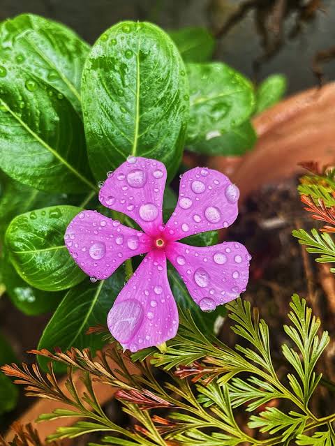 chitta2021's tweet image. Baarish

#CeePix