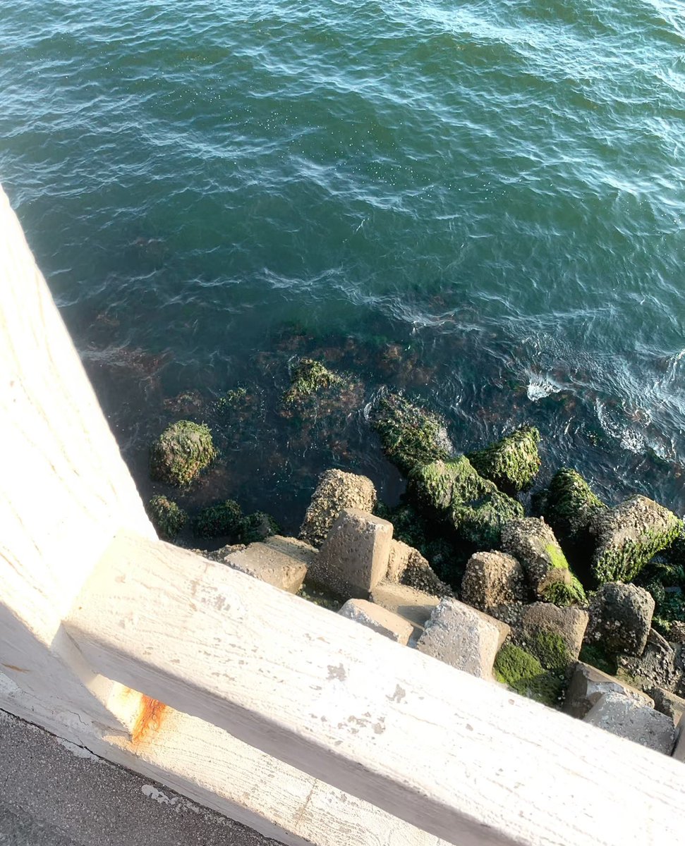 innercanopus's tweet image. 🐢