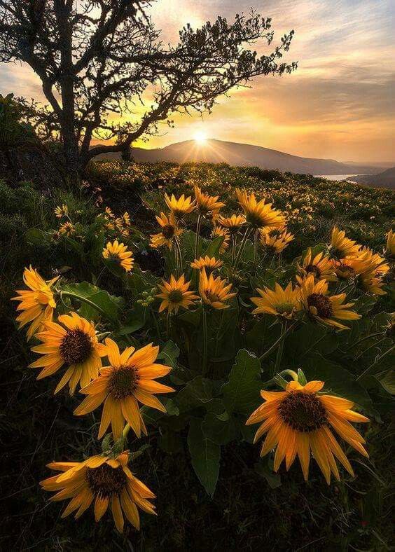 LUSH ENVIRONMENT (@nature_views5) on Twitter photo 