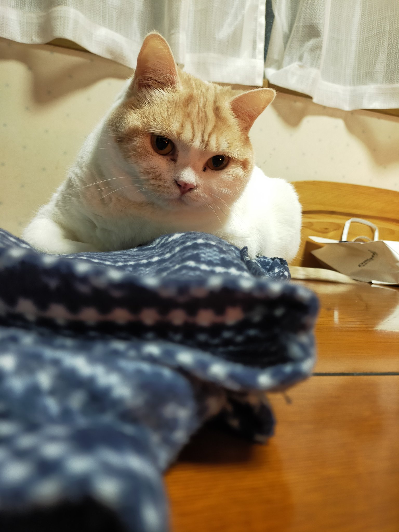 まさにゃん ybc527394003.jpg