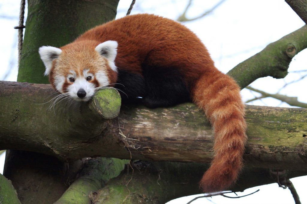HourlyWah's tweet image. [🔗](api.tinyfox.dev/hourly/wahs/ph…)