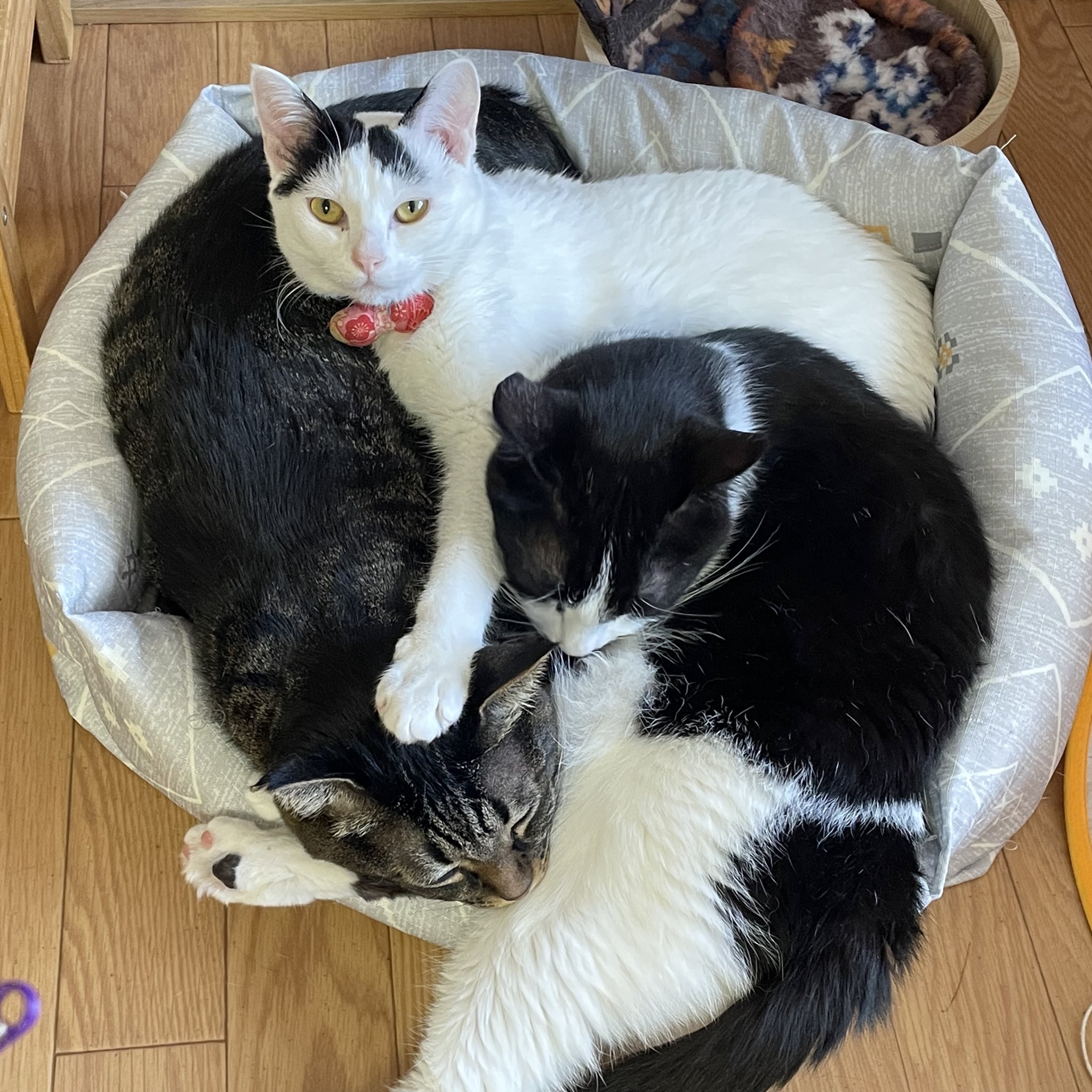 猫じゃらし様♡ありがとうございます♡ 猫じゃらし on X: 