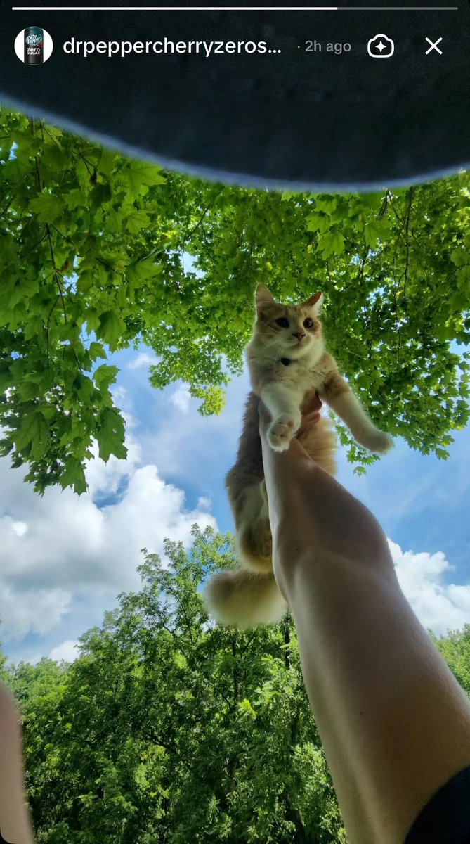 catsluvr38's tweet image. 