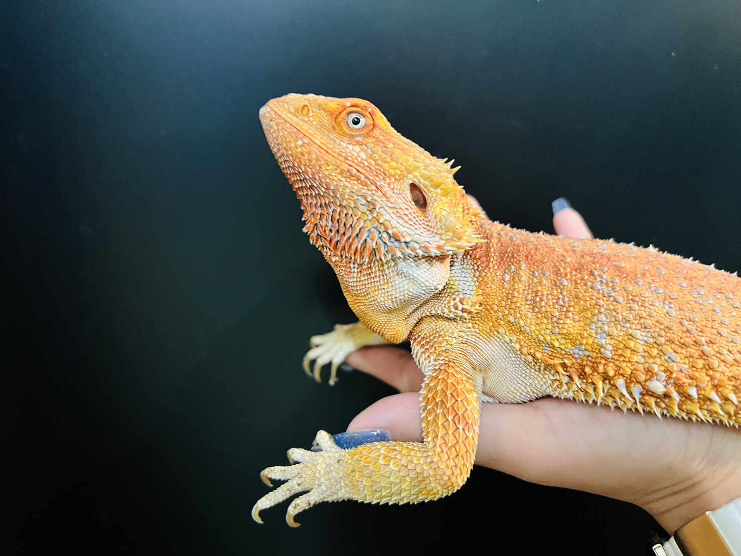 コピアポア フスカ Yahoo!オークション - Copiapoa fusca コピアポア フスカ 新種