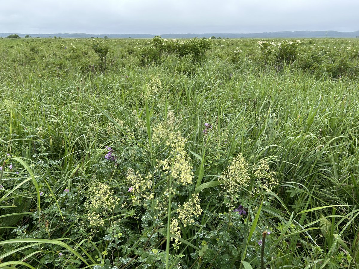 環境省の重要生態系モニタリング調査の一環で、学芸員は29日と30日、浜中町の霧多布湿原へ来ています。
 
もう、ほとんどの方は忘れていると思いますが、学芸員の専門は実は植物生態学なためです。
  
２日間留守にしますが、よろしくお願いいたします。
湿原はすっかり秋でした。
#浦幌町立博物館