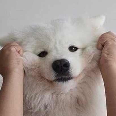 puppyhueka's tweet image. 