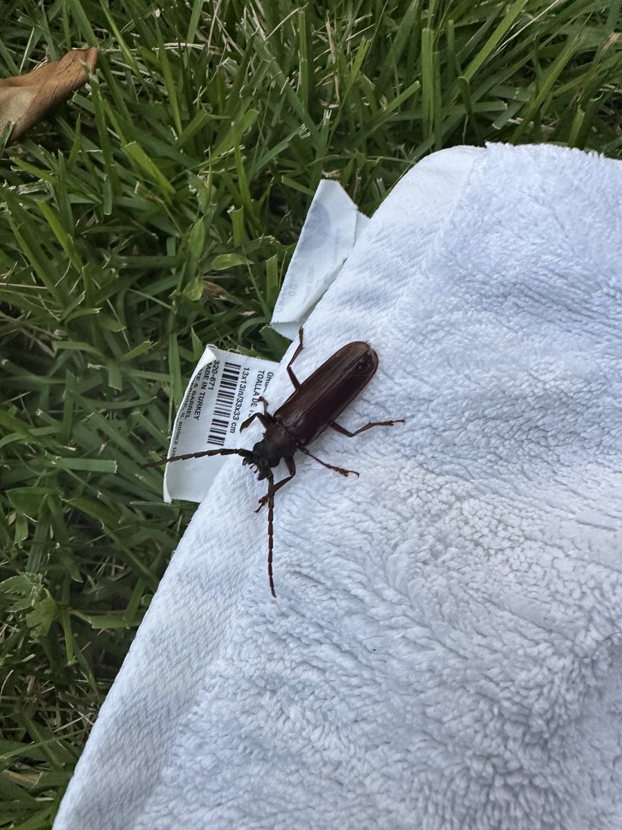 cfishman's tweet image. Okay tweets — entomologists and otherwise — this is the critter my wife met in the shower just now.
Torso probably 2” long or a bit longer.
I think it flies.
What is this? Some kind of beetle?
Never seen one like this, and certainly never inside our bathroom!