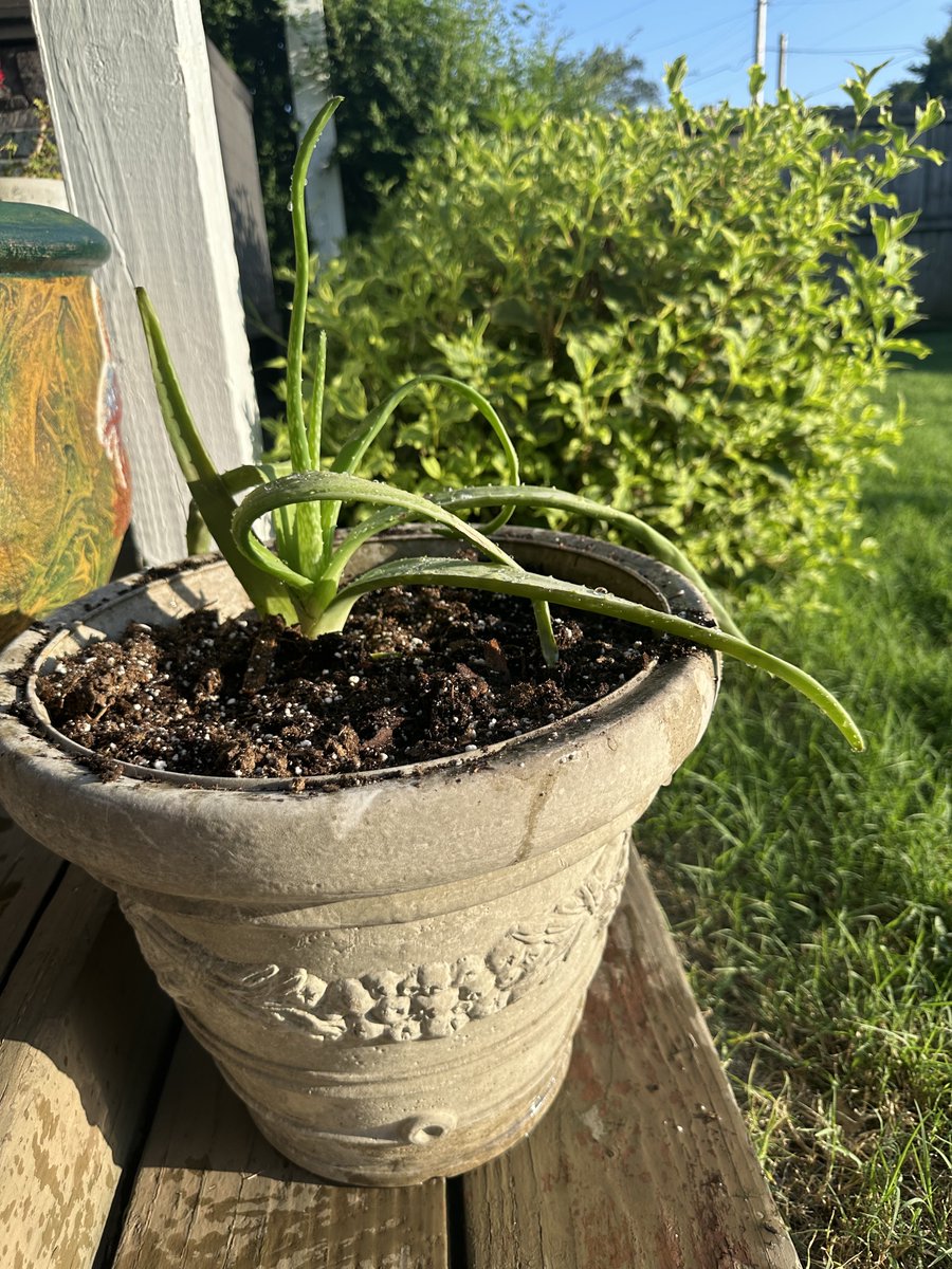 realMWO's tweet image. Finally got a new aloe Vera plant so I can use it for when my pasty ass gets sunburned. Hello lifetime supply of aloe!