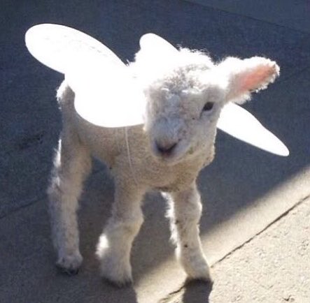 lambning's tweet image. ˚₊‧꒰ა ໒꒰ྀི｡• ˕ •｡꒱ྀི১ ໒꒱ ‧₊˚