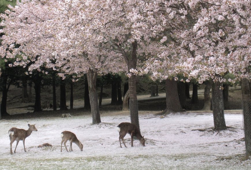 rosierpearl's tweet image. cherry blossom covering the ground in nara, japan