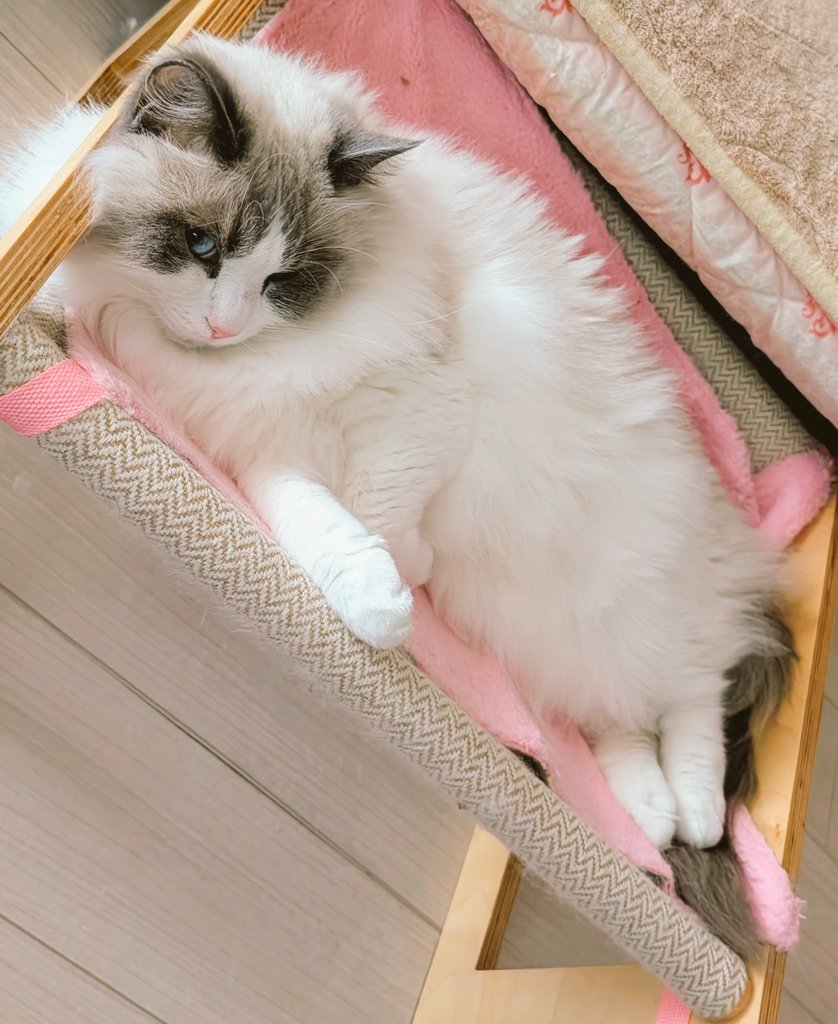 ใใฃใใ๐ผใฉใฐใใผใซ (@ragdoll_love2) on Twitter photo ใใฏใใใใใใพใโ ใใฏใใใใใใพใโ