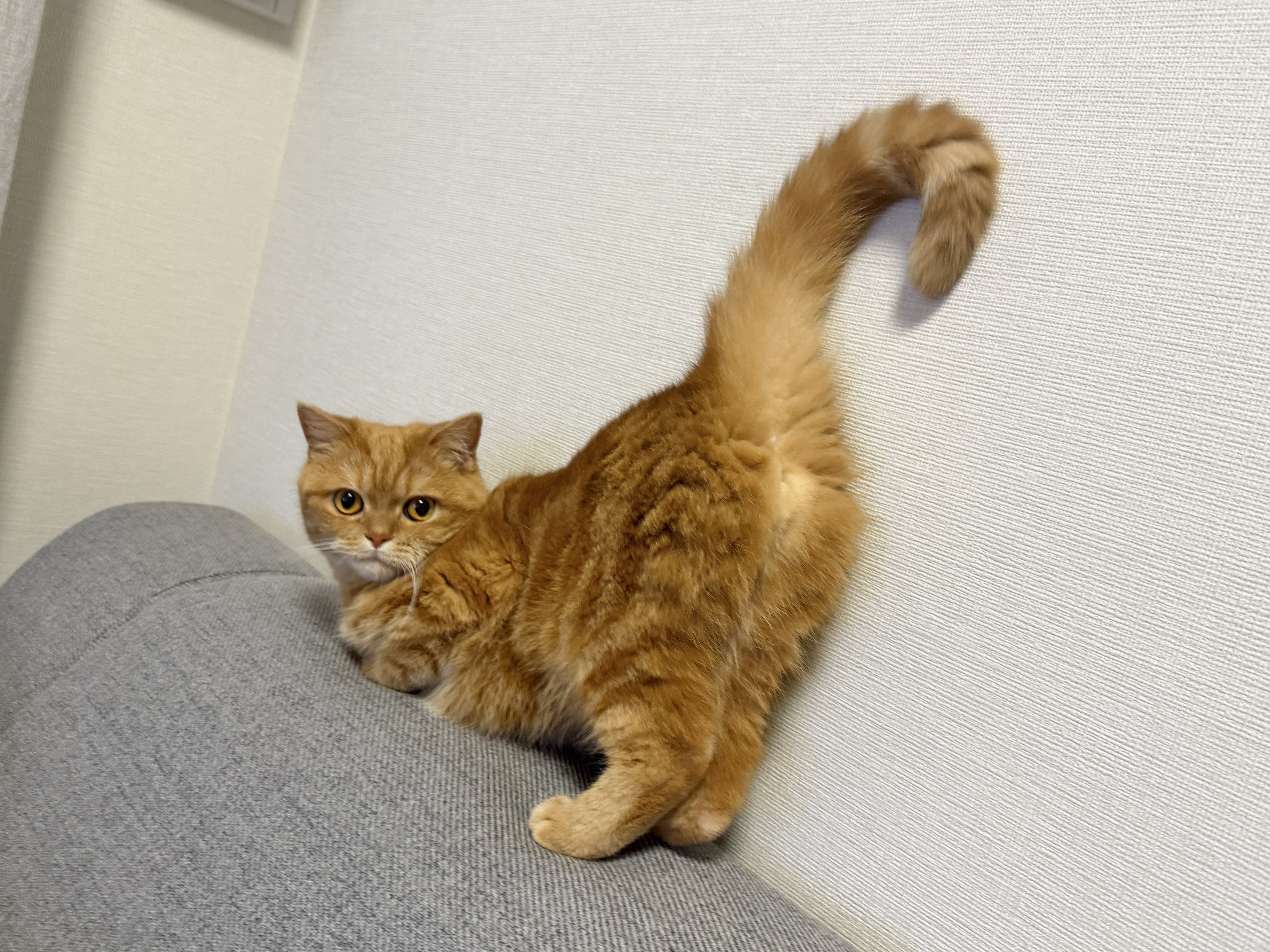 ねこにゃむ にゃむ (@nyamuchannel) / X