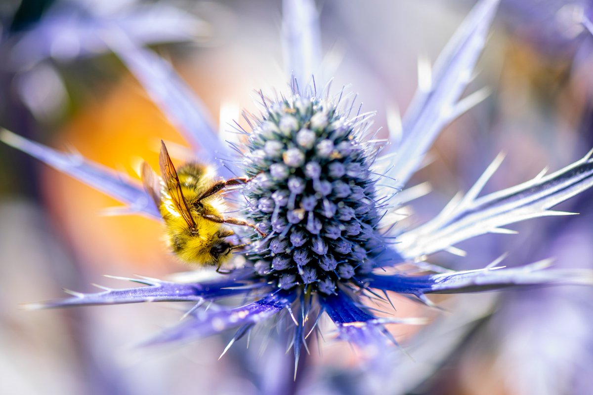 PtDefianceZoo's tweet image. 🌸🐝 Stop and smell the flowers! Our pollinators are busy at work! 🦋🌼
From buzzing bees to fluttering butterflies and helpful ladybugs, our gardens are alive with incredible pollinators and the beautiful blooms they help thrive. 🌿💚