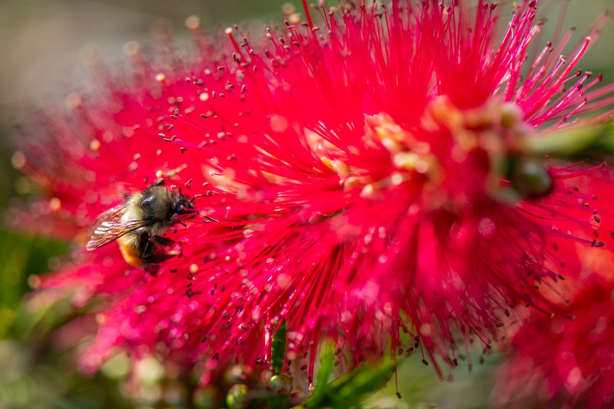 PtDefianceZoo's tweet image. 🌸🐝 Stop and smell the flowers! Our pollinators are busy at work! 🦋🌼
From buzzing bees to fluttering butterflies and helpful ladybugs, our gardens are alive with incredible pollinators and the beautiful blooms they help thrive. 🌿💚