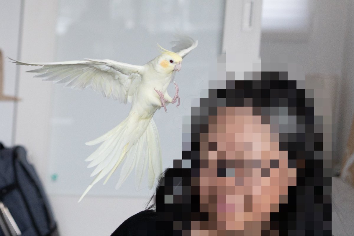 前にも載せた画像なのですが、
やっぱり「足」が可愛いのです😊

ちびたがかーちゃんに着地する時
あ、フワッと着地するななと違って、「どんっ」ってきます😅

#オカメインコ
#cockatiel