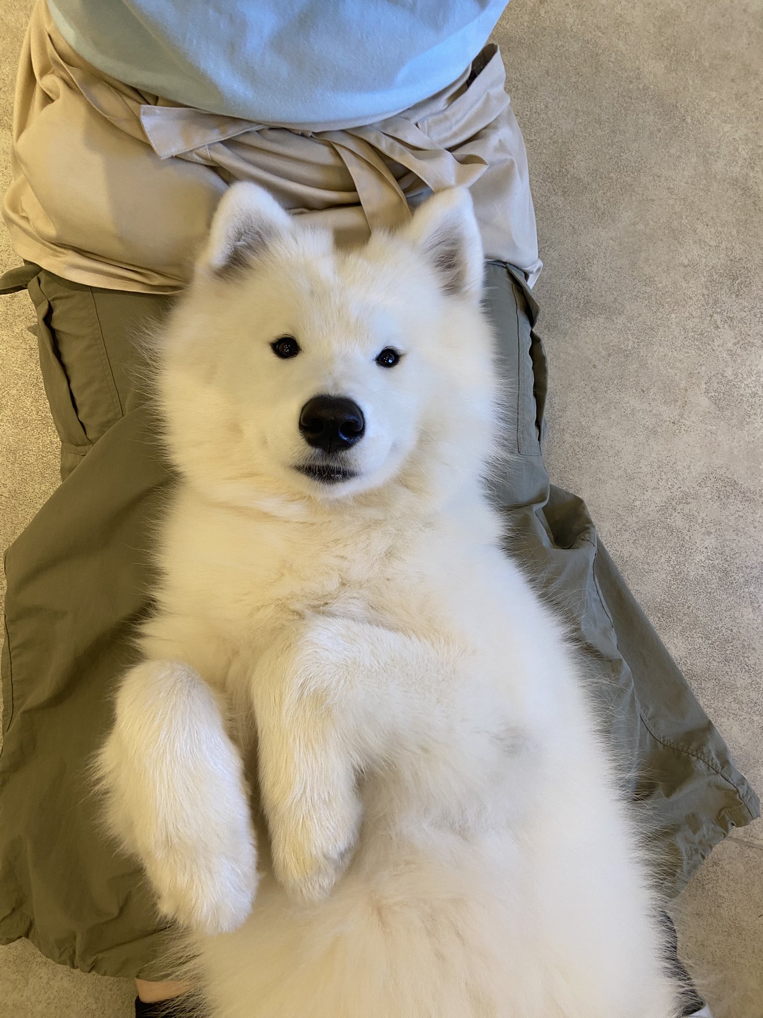 サモエド samoyed ファーコート Samoyed Madam fur coat サモエド マダムファーコートの通販 by