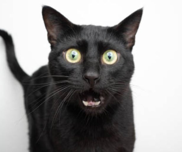 NetMikou's tweet image. anyone have GPT+? I want to create an ICED OUT BUSS DOWN version of this cat using the script (I’ll attach below)