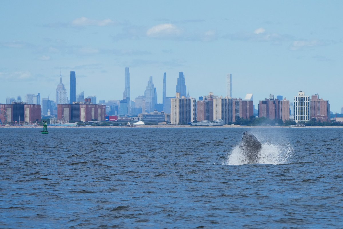 chrisstIawrence's tweet image. there are lots of whales in the NYC area right now, and they can end up in some surprising places
shoot me a message or send a report to us at research@gothamwhale.org if you're seeing whales!! include photos!!